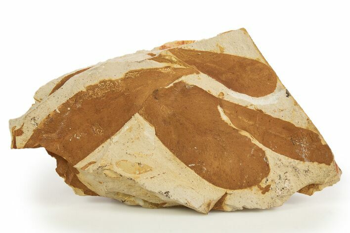 Fossil Seed Fern (Glossopteris) Plate - Australia #321027